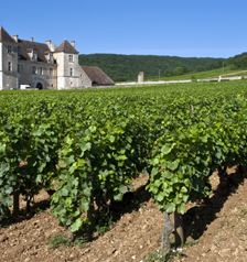 Burgundy vineyard